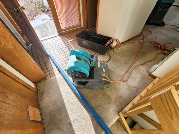 Best Mold removal after water damage  in Green Park, MO